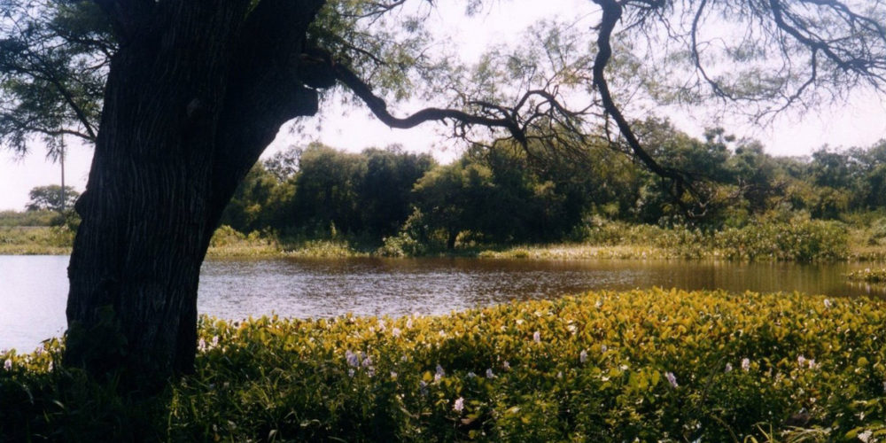 El Madrejón